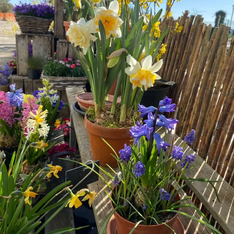 Bulbes de printemps en pots à la jardinerie Les Terres Essentielles : narcisses et jacinthes sur les étals, palissade de bois en arrière-plan
