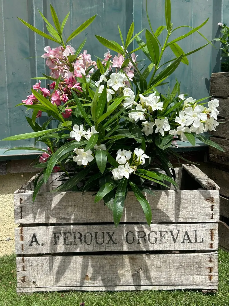 Lauriers-roses présentés dans une cagette en bois ancienne « A. Feroux Orgeval » à la jardinerie Les Terres Essentielles