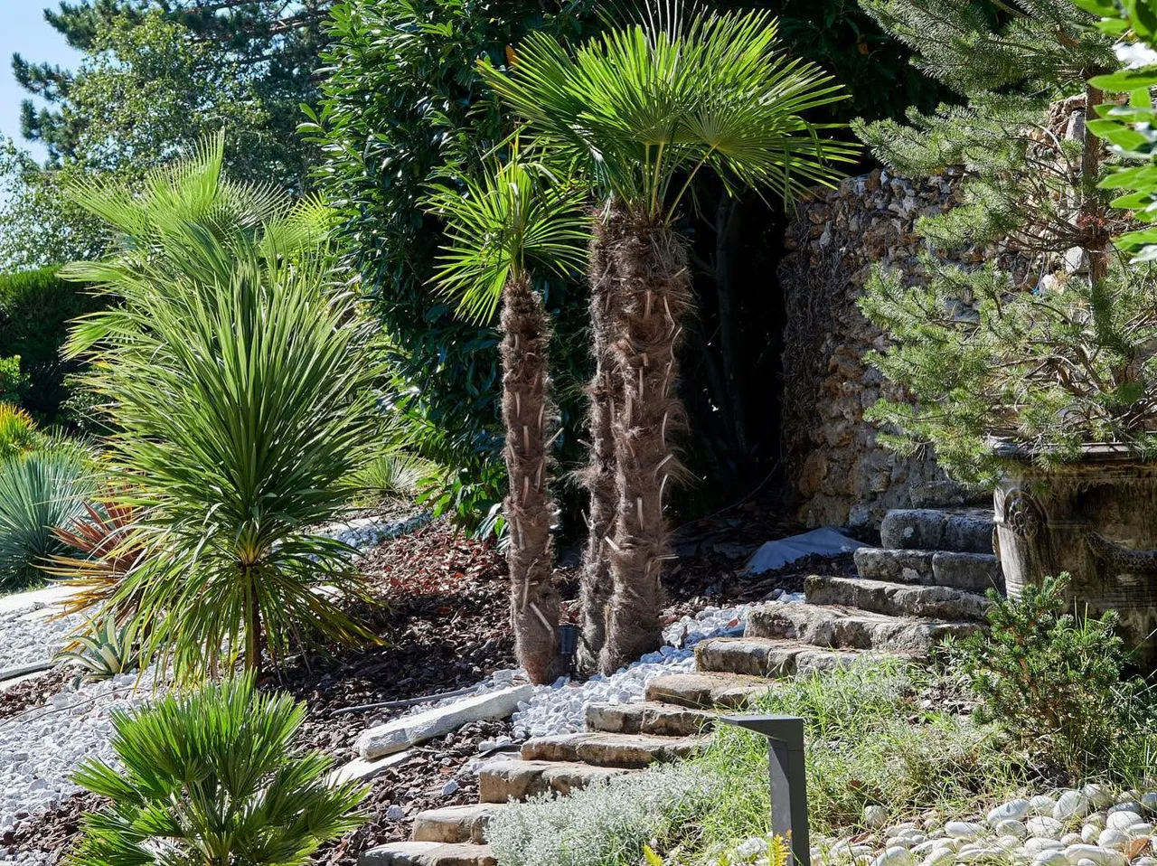 Massif exotique planté par Les Terres Essentielles : palmiers, yucca et plantes graphiques sur paillage minéral, escalier en pierre montant vers un mur ancien, ouest parisien
