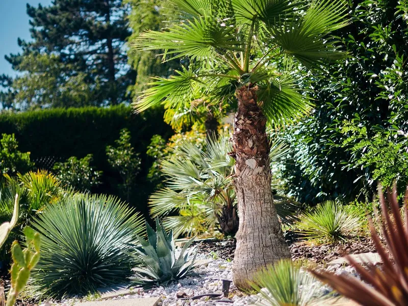 Massif planté par Les Terres Essentielles : palmier à tronc fibreux, agaves et yuccas aux ports contrastés sur paillage minéral, haie en arrière-plan, ouest parisien